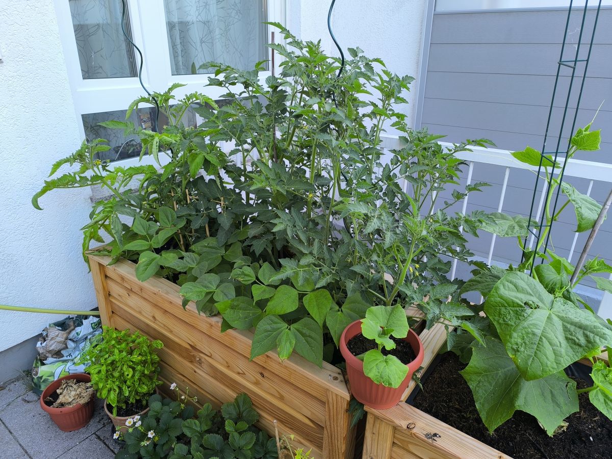 Tomaten, Bohnen