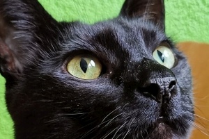 2020 KW 05 – Tierarzt, Orphan Black, Übersetzungsprojekte