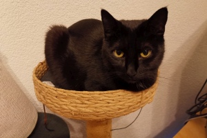 2020 KW 09 – Die Börse, die Webseiten, die Katzen