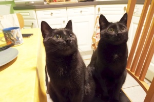 2020 KW 10 – Corona, Webseiten und das wars schon