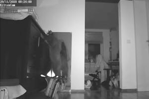 2020 KW 50 – Webseiten-Geschwafel, Laptopstand und Katzenbild