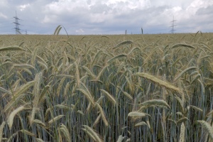 2021 KW 25 – Weizen, Erdbeeren, Kater