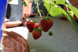 2021 KW 27 – Erdbeeren, Tomaten und Google-Updates