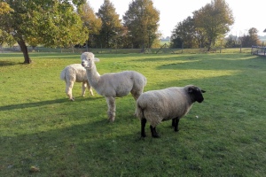 2021 KW 43 & 44 – Holland, Belgien und Klavier