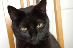 2021 KW 45 – Nebel und Blogs