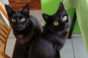 2021 KW 50 – TÜV, Motorwäsche und Weihnachtsmarkt