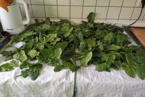 2021 KW 49 – Spinat, Lebkuchenhaus, Martinsmännchen