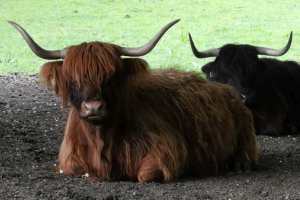 2022 KW 22 – Schottland