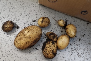 2022 KW 30 – Tomaten, Kartoffeln und Löcher auf dem Meeresboden