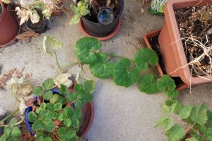 2022 KW 34 – Filme, Kupfertöpfe, Neemöl