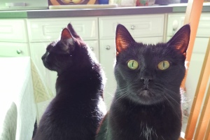 2022 KW 38 – Godot, Textadventures und unfertige Spiele