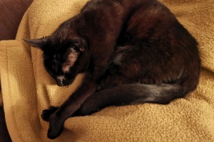 2023 KW 50 – Telekom-Ärger und Plagiate