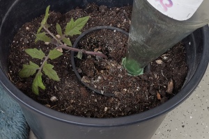 2024 KW 15, 16, 17 – Tomaten und ihre Versorgung im Urlaub