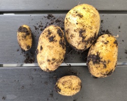 2025 KW 33, 34, 35, 36, 37, 38 – Mitbewohnerin, Kartoffeln, Mondfinsternis