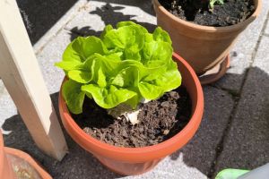 2026 KW 18 & 19 – Leberwurstthermometer und Salat