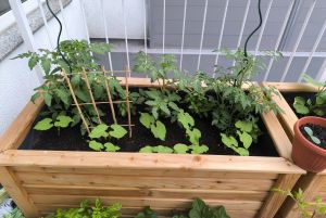 2026 KW 21 & 22 – Verletzter Kater und Garten